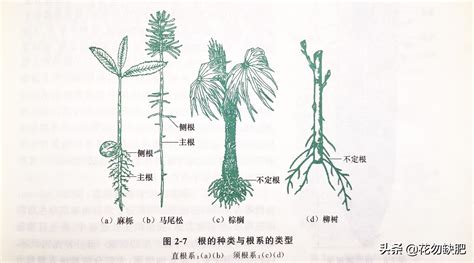 樹根位置|根